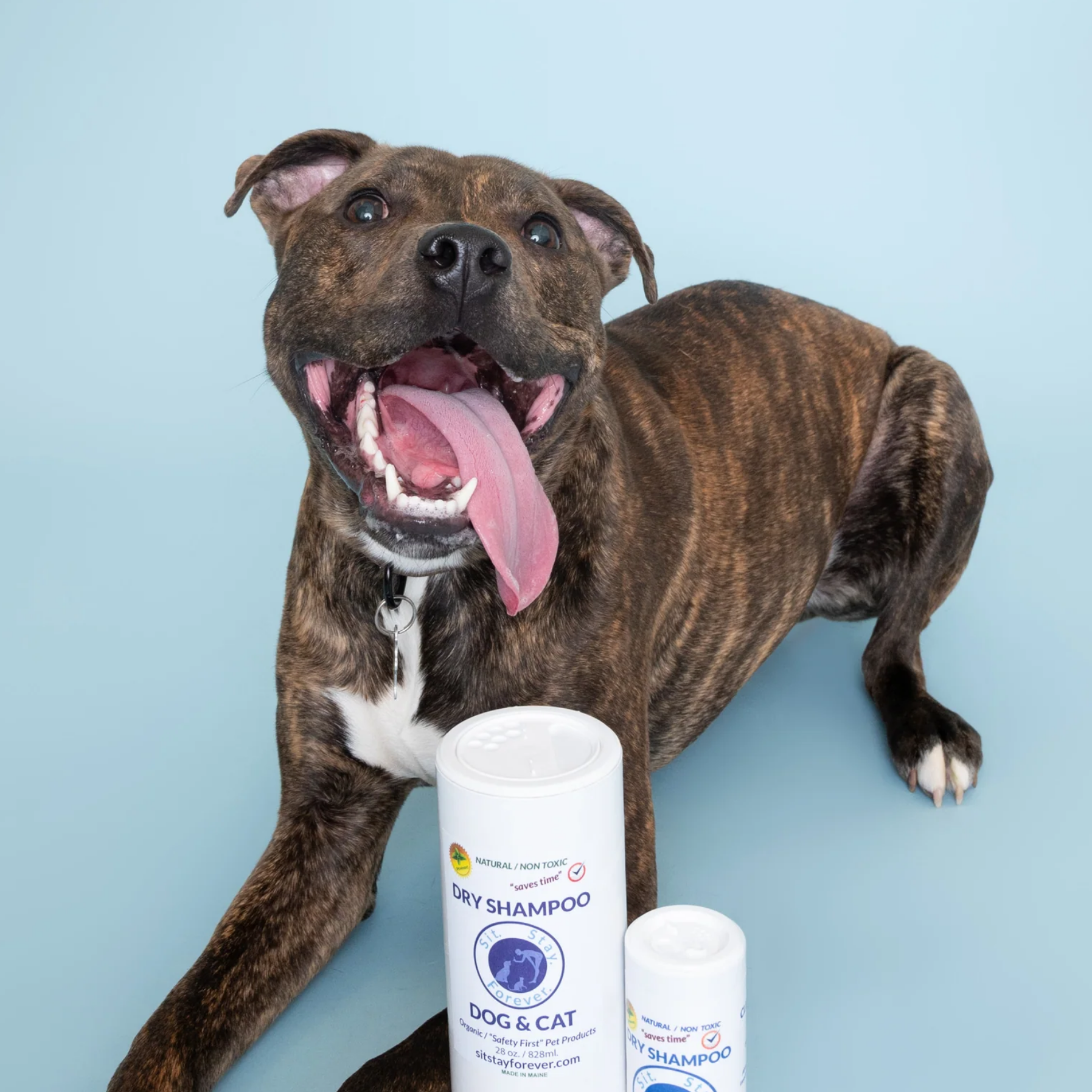 Brindle pitbull lying down and smiling with tongue out, posing with Sit Stay Forever Dry Shampoo.